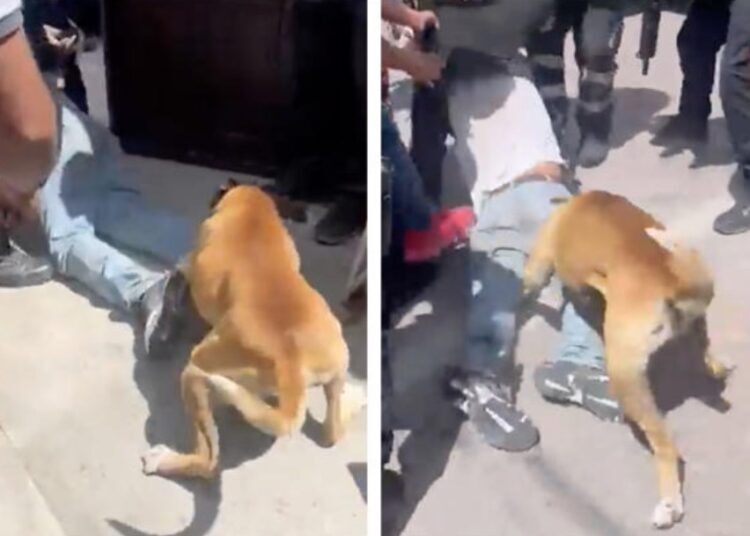 Hasta El Perro Se Desquit Atrapan Y Agreden A Ladr N En Puebla