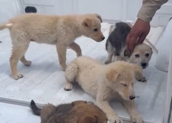 Cachorritas rescatadas en Meoqui buscan un hogar