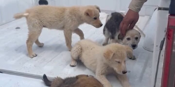 Cachorritas rescatadas en Meoqui buscan un hogar