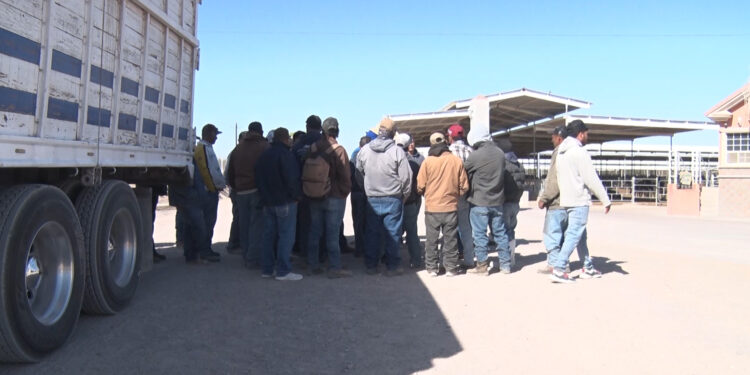 Trabajadores de establo realizan paro laboral en Delicias