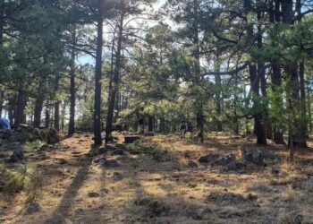 Investiga Fiscalía posible inhumación clandestina en Madera