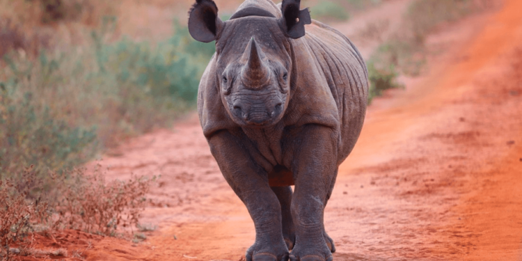 Rinoceronte ‘caza’ a turistas en un safari | VIDEO