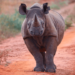 Rinoceronte ‘caza’ a turistas en un safari | VIDEO