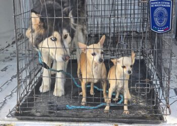 Rescató Fiscalía Norte 38 canes víctimas de maltrato animal durante febrero