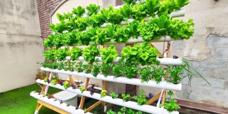 Inaugura UPCH sistema de hidroponia para producción de alimentos y hortalizas