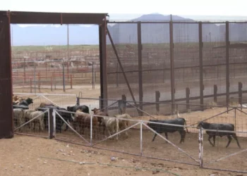 Llega mosca estéril a combatir al gusano barrenador que afecta al sector ganadero