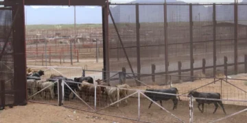 Llega mosca estéril a combatir al gusano barrenador que afecta al sector ganadero