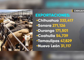Chihuahua lidera exportación de ganado a EE. UU.