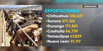 Chihuahua lidera exportación de ganado a EE. UU.