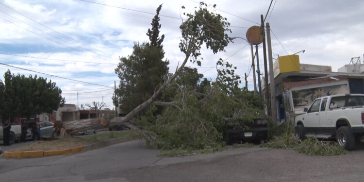 Cae árbol sobre auto estacionado en Delicias