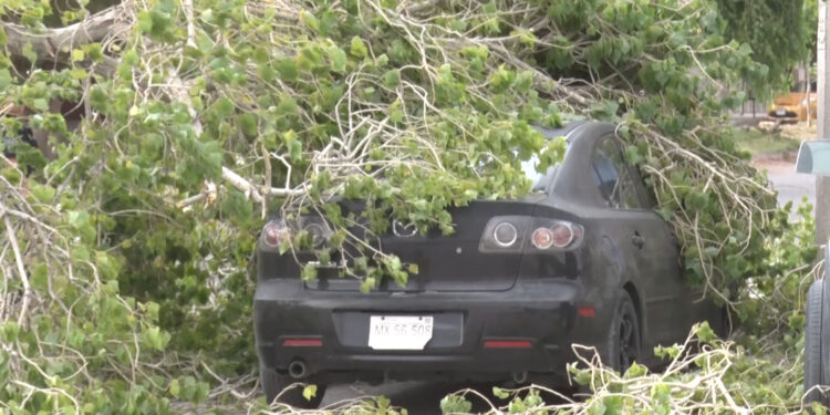 Cae árbol sobre auto estacionado en Delicias