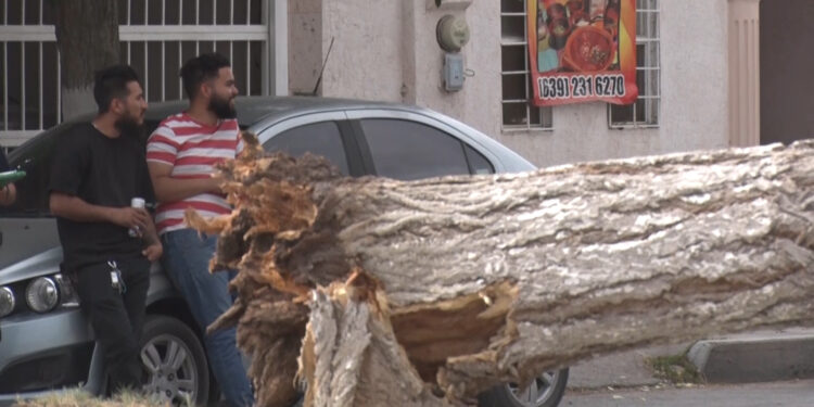 Cae árbol sobre auto estacionado en Delicias