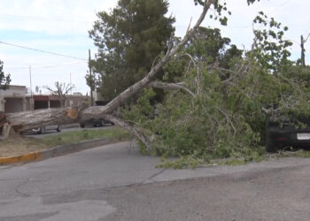 Cae árbol sobre auto estacionado en Delicias