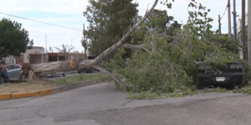 Cae árbol sobre auto estacionado en Delicias