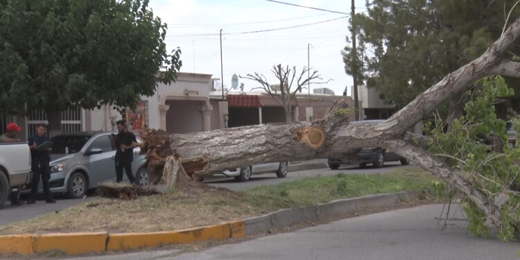 Cae árbol sobre auto estacionado en Delicias