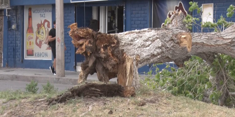 Cae árbol sobre auto estacionado en Delicias