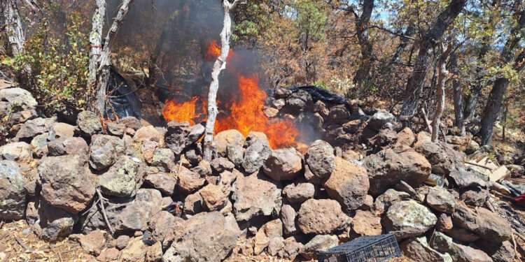 Desmantelan narco campamento en la sierra de Madera