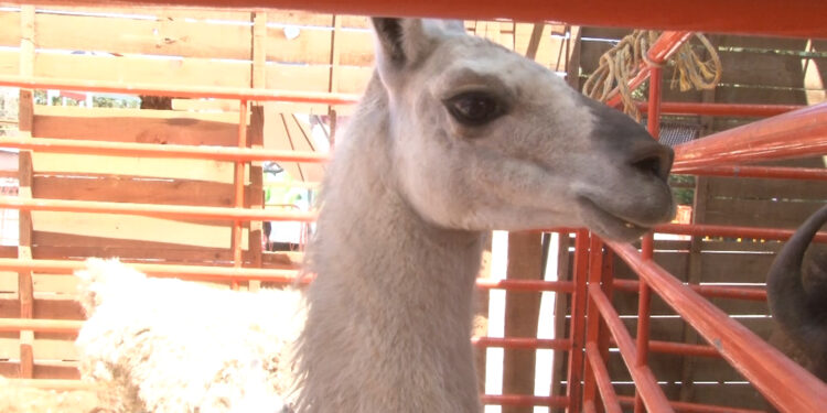 Festejan a niñas y niños indígenas en el parque El Colibrí