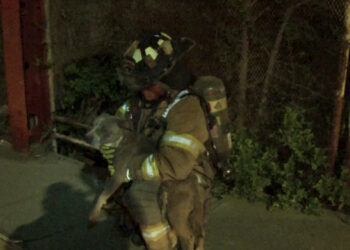Bomberos rescatan a perrita de alcantarilla en Cuauhtémoc