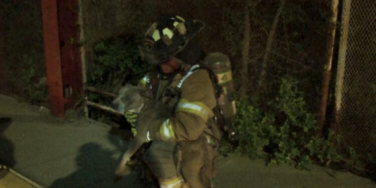 Bomberos rescatan a perrita de alcantarilla en Cuauhtémoc