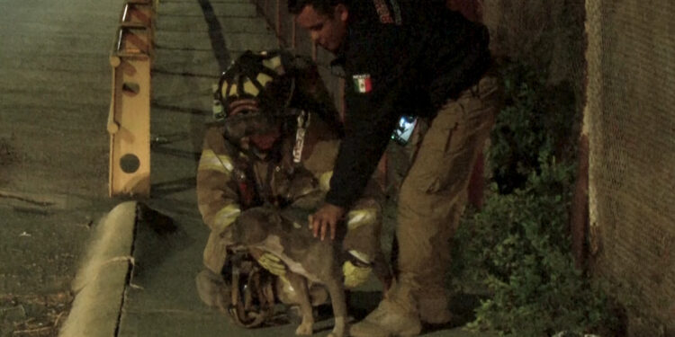 Bomberos rescatan a perrita de alcantarilla en Cuauhtémoc