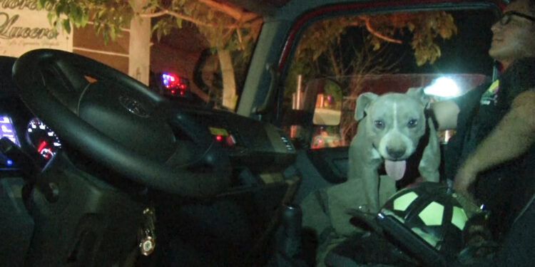 Bomberos rescatan a perrita de alcantarilla en Cuauhtémoc