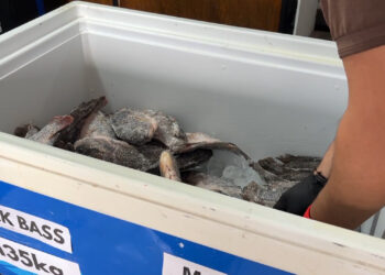 Aumenta consumo de pescado en Semana Santa