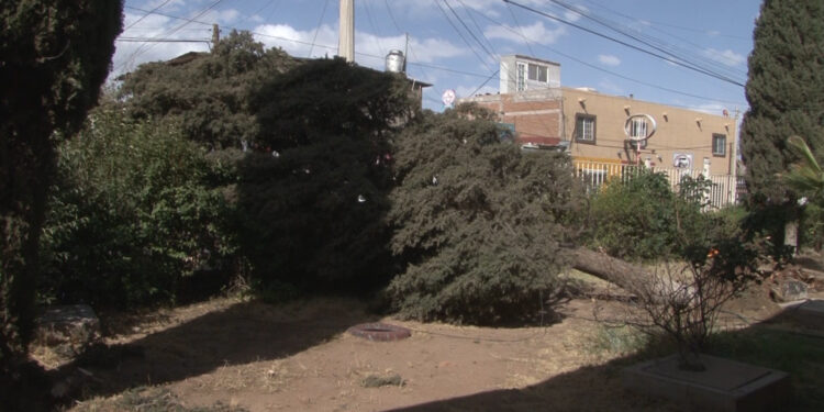 Caída de árbol provoca corte de electricidad en secundaria