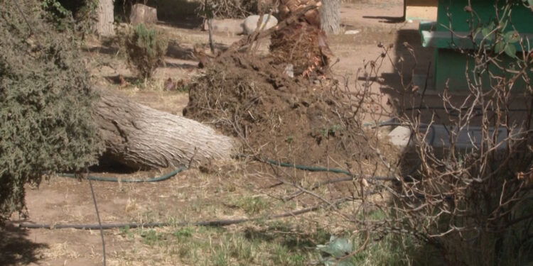 Caída de árbol provoca corte de electricidad en secundaria