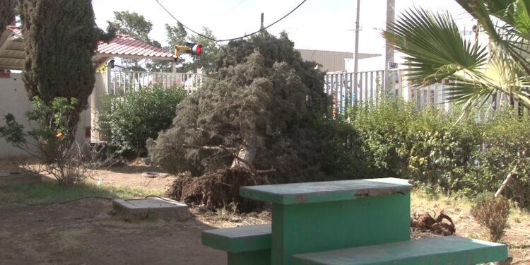 Caída de árbol provoca corte de electricidad en secundaria
