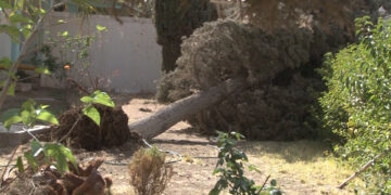 Caída de árbol provoca corte de electricidad en secundaria