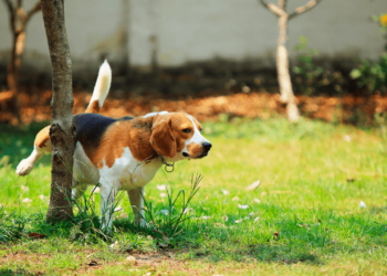 Estás limpiando mal la pipí de tus perros en casa