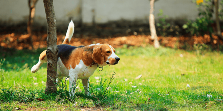 Estás limpiando mal la pipí de tus perros en casa