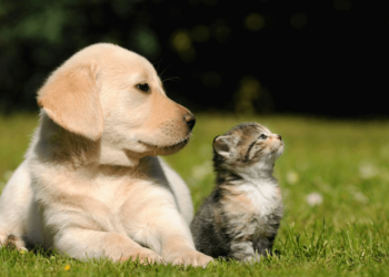 Por esta razón eres alérgico a algunos animales