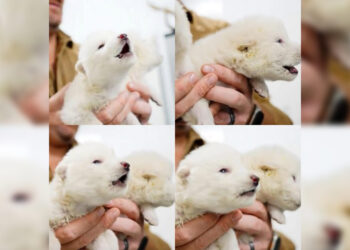 Anuncian que revivieron al “lobo terrible”, una especie extinta hace más de 12 mil años