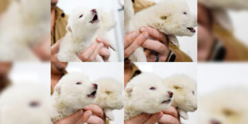 Anuncian que revivieron al “lobo terrible”, una especie extinta hace más de 12 mil años