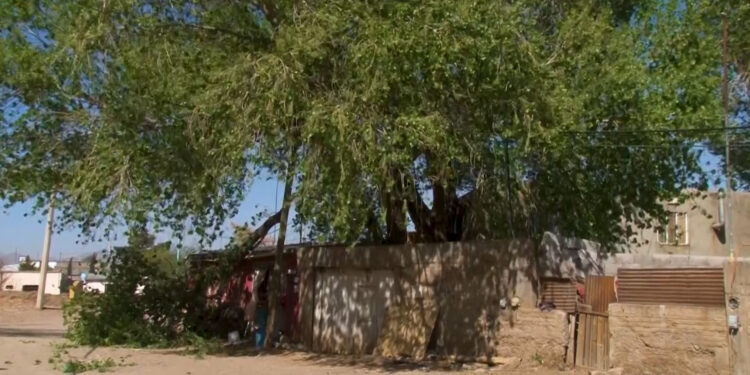 Vientos derriban árboles y estructuras en Cuauhtémoc