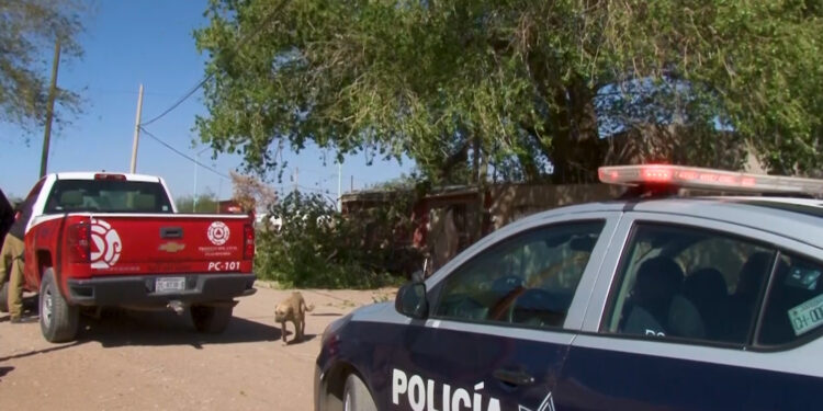 Vientos derriban árboles y estructuras en Cuauhtémoc