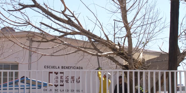 Vientos derriban árboles y estructuras en Cuauhtémoc