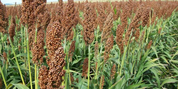 Abren convocatoria para apoyo a productores de sorgo en Chihuahua