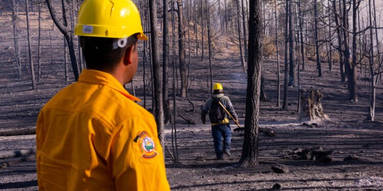 Despliegan brigadas para combatir incendio forestal en San Juanito