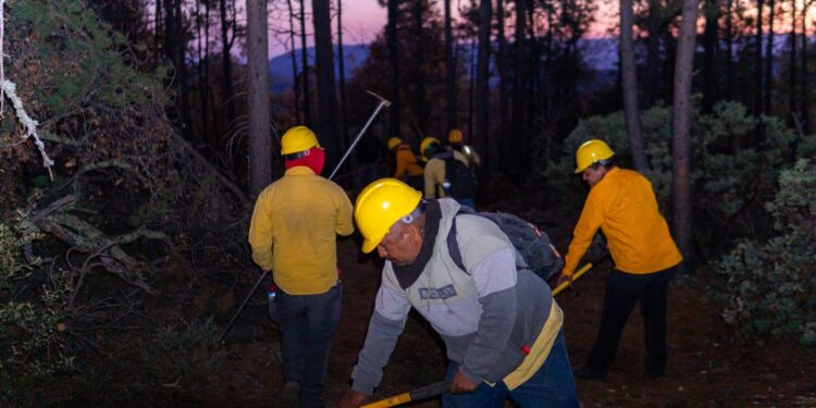 Despliegan brigadas para combatir incendio forestal en San Juanito