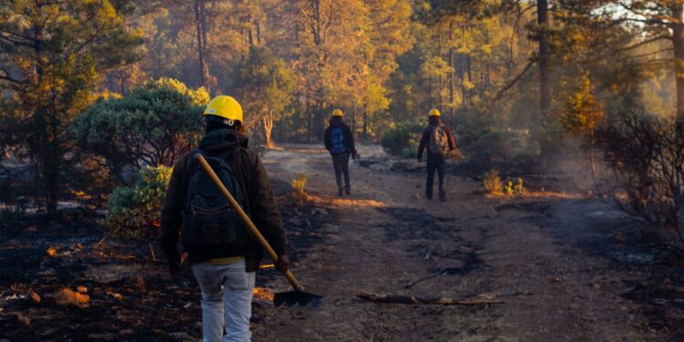 Despliegan brigadas para combatir incendio forestal en San Juanito
