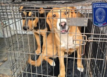 Rescató Fiscalía en marzo a 17 mascotas en situación de maltrato en Juárez