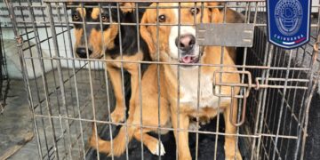 Rescató Fiscalía en marzo a 17 mascotas en situación de maltrato en Juárez