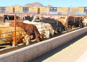 Abren convocatoria del programa de maíz subsidiado para ganado