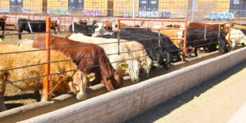 Abren convocatoria del programa de maíz subsidiado para ganado