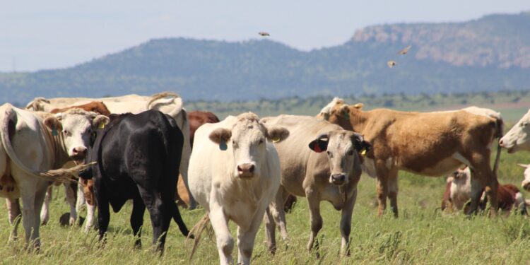 Abren convocatoria del programa de maíz subsidiado para ganado