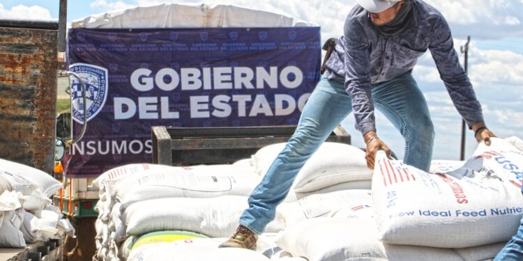 Abren convocatoria del programa de maíz subsidiado para ganado