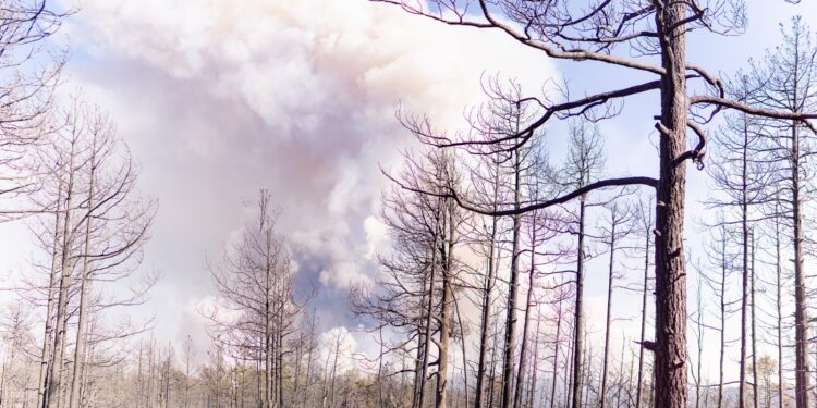 Combaten 30 brigadistas cuatro incendios forestales en zona serrana